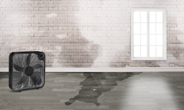Best Carpet water damage restoration  in Pistakee Highlands, IL